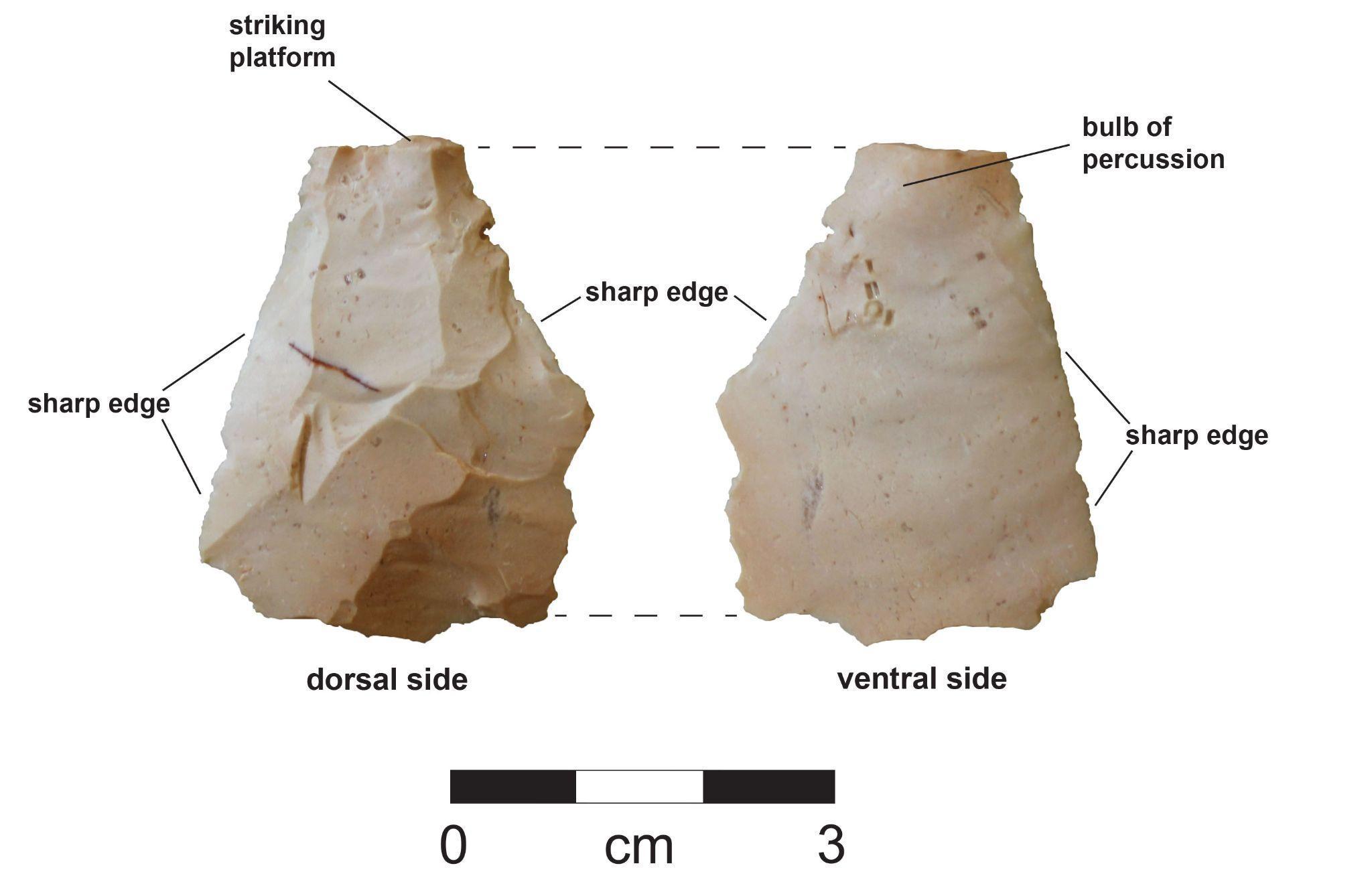 Two sides of a flake are shown, and labelled with 'striking platform,' 'bulb of percussion,' 'sharp edge,' 'dorsal side,' and 'ventral side.'