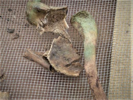 Bone fragments on a metal screen. The bone is stained a greenish color.