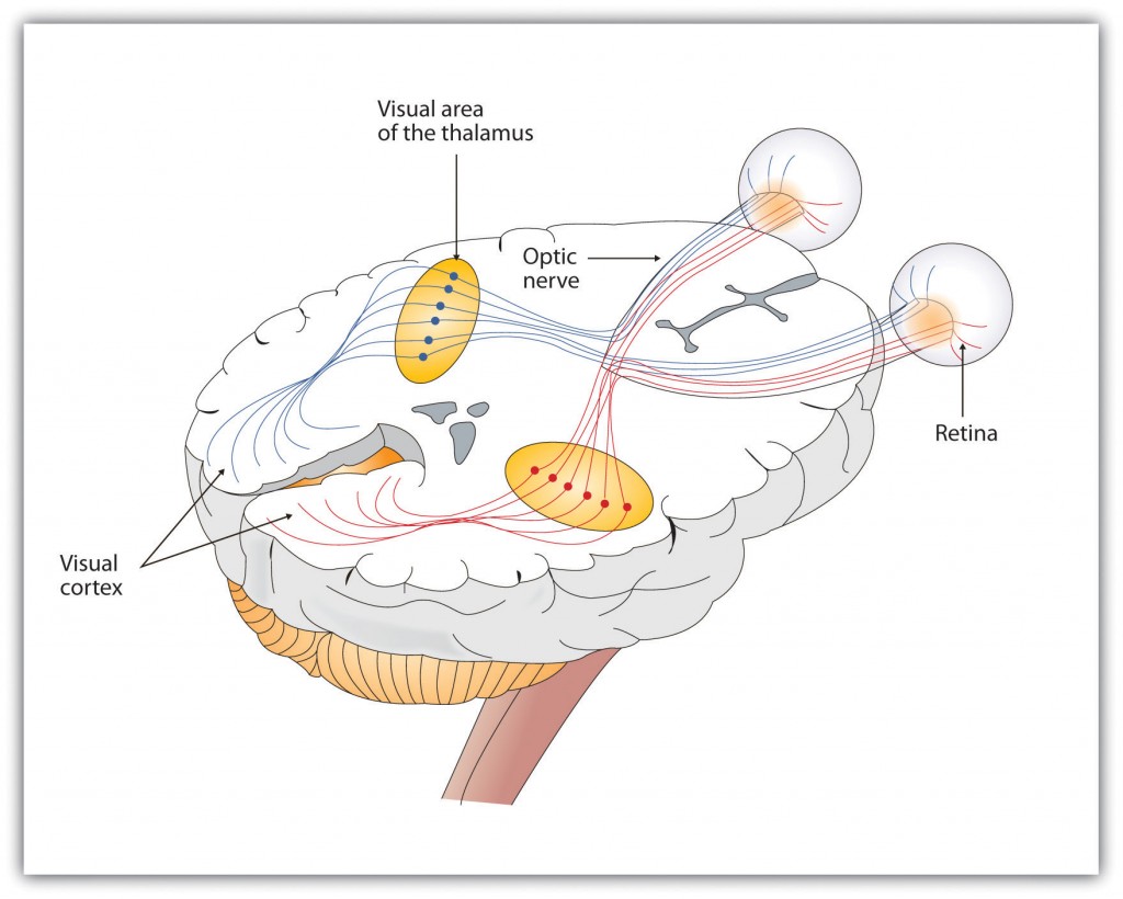 diagram of brain