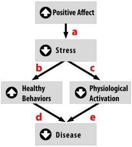 Figure 2. This figure illustrates one possible way that positive affect protects individuals against disease. Positive affect can reduce stress perceptions (a), thereby improving health behaviors (b) and lowering physiological stress responses (c) (e.g., decreased cardiovascular reactivity, lower stress hormones, non-suppressed immune activity). As a result, there is likely to be less incidence of disease (d, e).