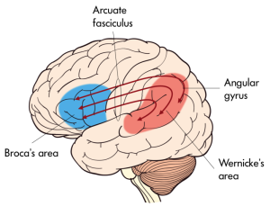 Figure 6b Wernicke's area