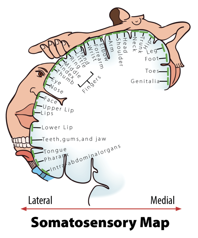 abstract labelled diagram of human form