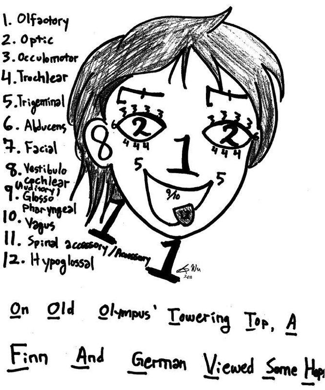 drawing of persons head labeled with numbers