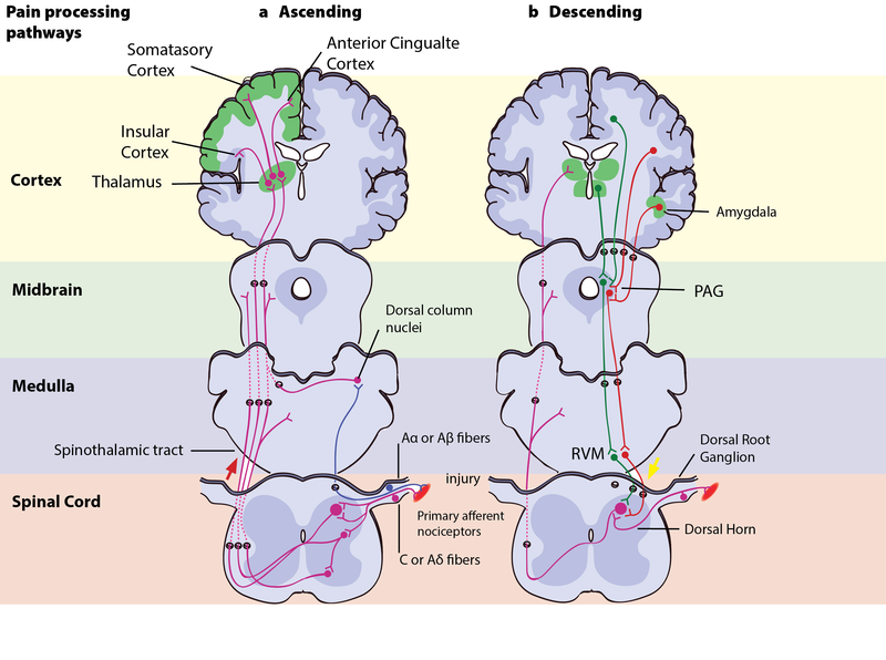 diagram of brain