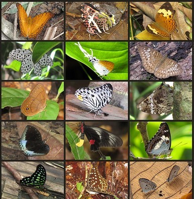 college of different butterflies