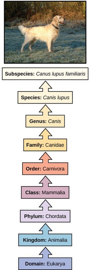 Animal classification for a dog, from domain to supspecies.