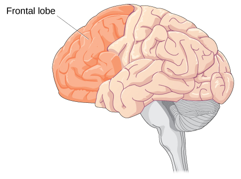 The prefrontal cortex is highlighted: the frontmost section of the brain, just behind the forehead.