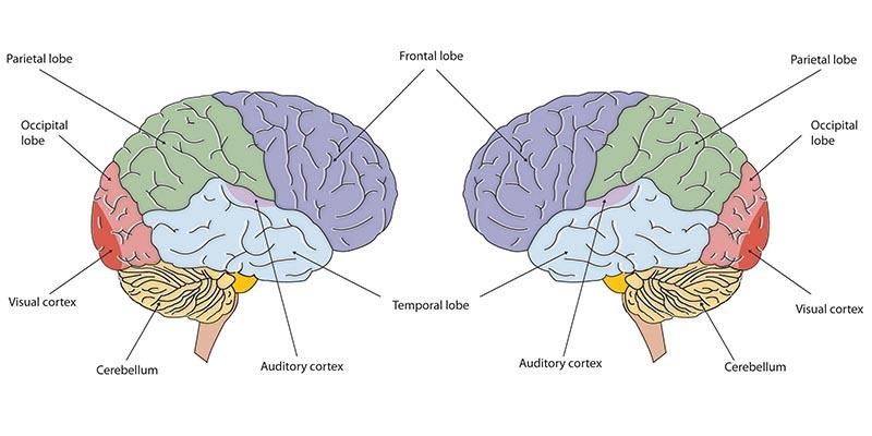 Two brains, with the lobes labelled on left and right.