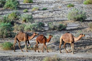 A photograph of Dromedary camels