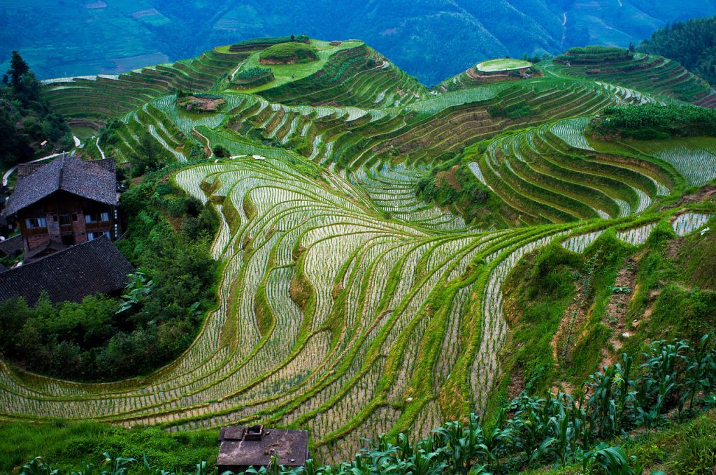 A picture of rice terraces in the mountains of Longsheng, China