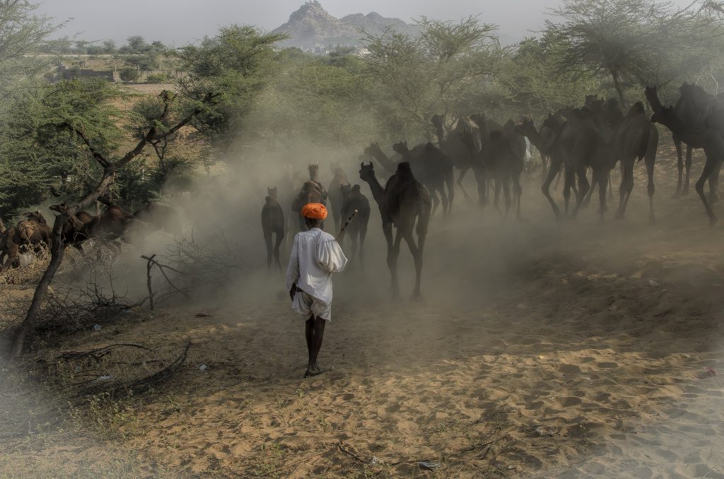A camel herder guides camels through haze