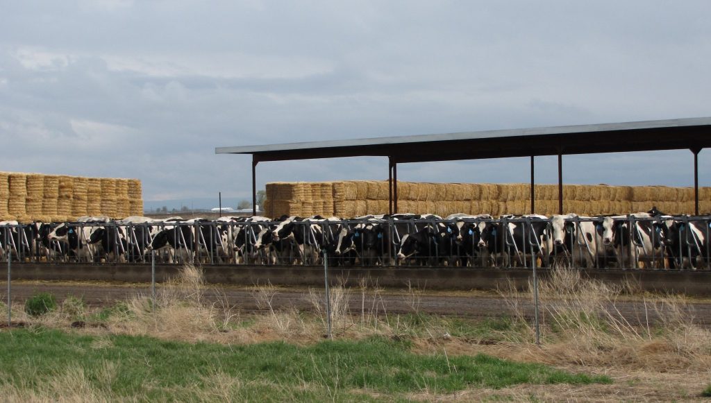 Cows packed tightly together in a feedlot, with large bales of hay stacked in the background