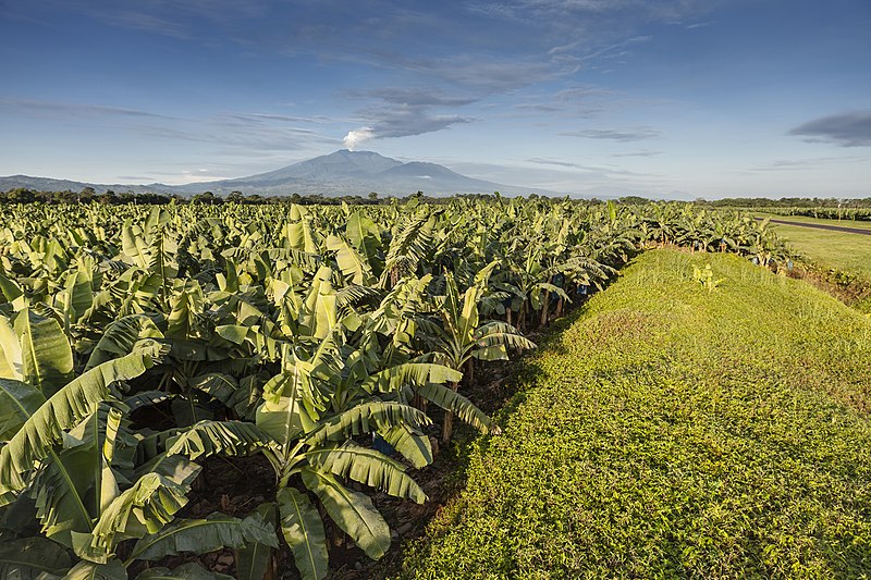 Picture of a Chiquita banana plantation in Costa Rica