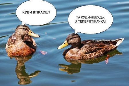 An internet meme showing two ducks, with cartoon speech marks containing Ukrainian text. Translation in caption.