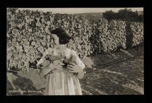 A postcard showing a young woman posing in front of a line of vines, and holding a number of bunches of grapes, with the text 'Zaleszczyki Winobranie' in the bottom left corner