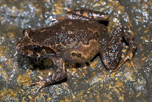 Small camouflaged frog .