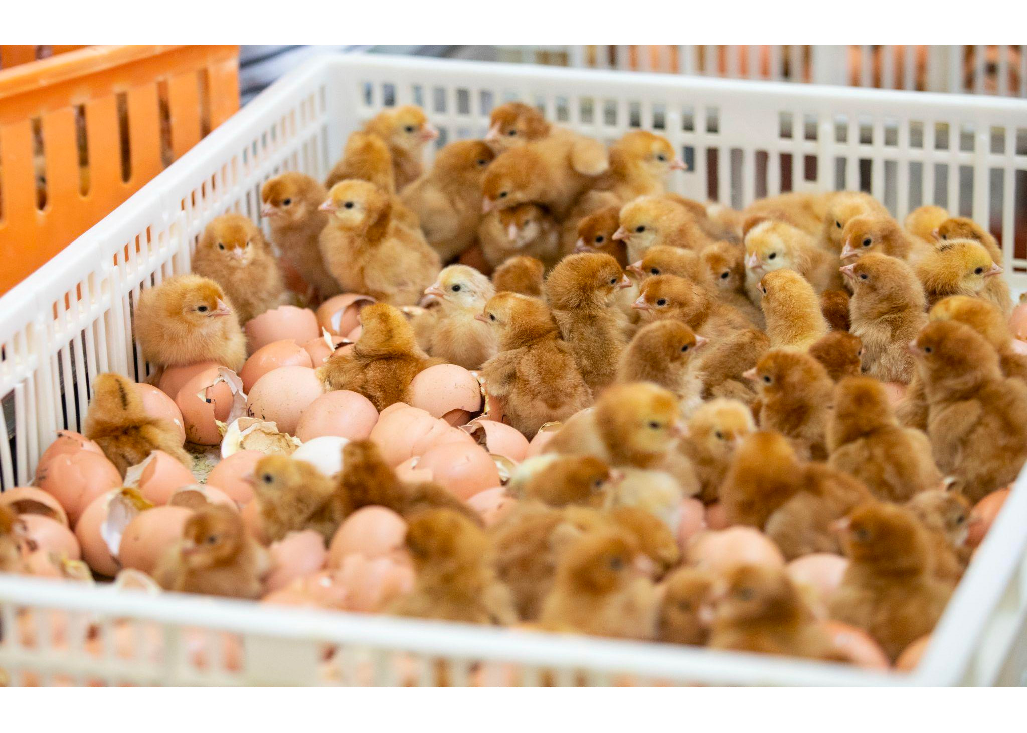 Young chickens in a basket hatching out of shells.