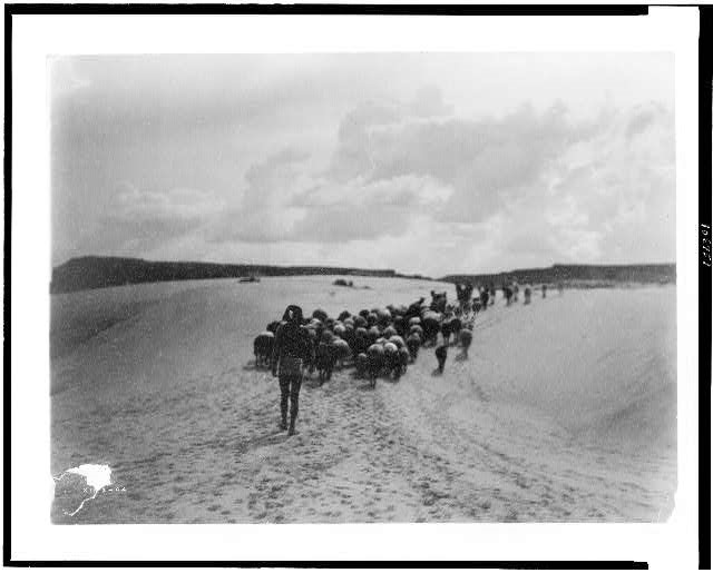 Hopi boy herding horses and sheep