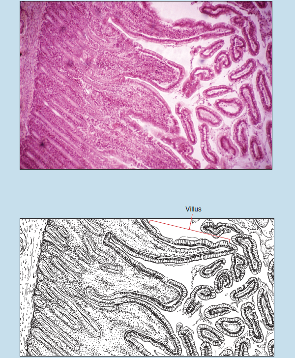 Two images of villi of duodenum of the small intestine at 25x magnification. The upper image is a slide, the lower is a sketch of the same tissue. The sketch is labelled to show villus.