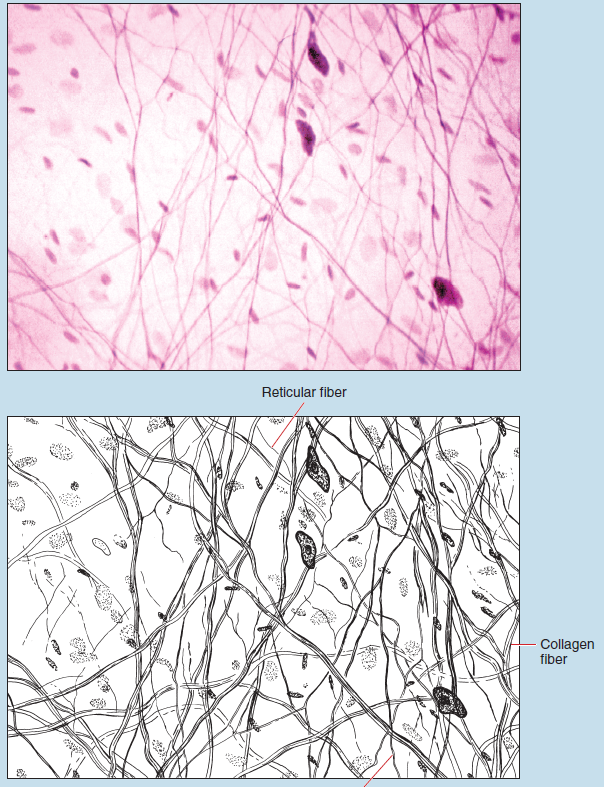 Two images showing loose, irregular connective tissue (mesenteric spread) at 50X magnification. The upper image is a microscope slide image, the lower is a sketch of the same tissue. The sketch is labelled to show reticular fiber, collagen fiber, and elastic fiber.