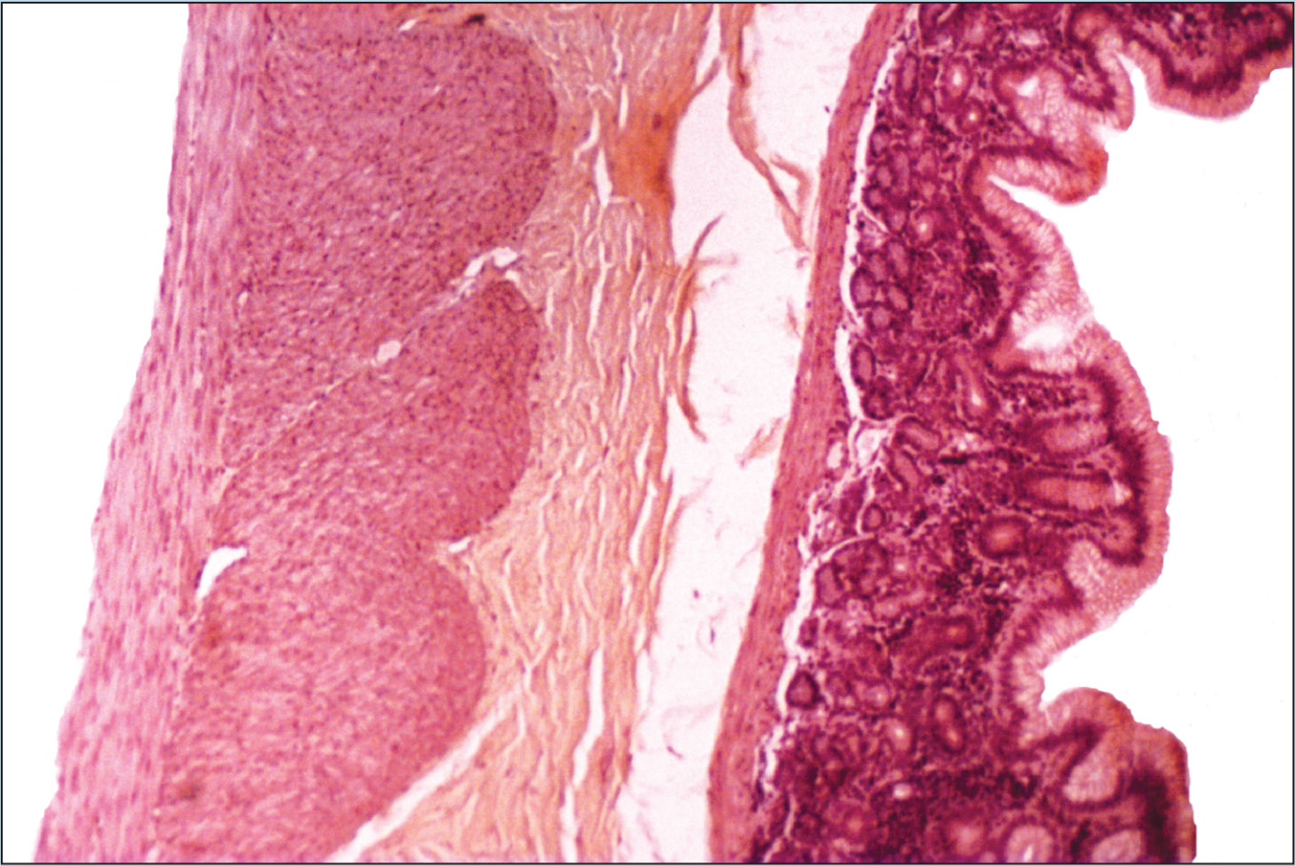 Slide image of fundic stomach - 25× magnification