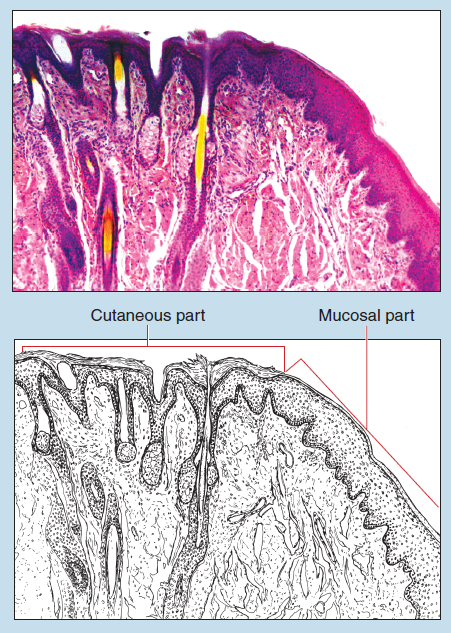 Figure 16-1 is a slide image (upper) and a sketch image (lower) of the lip at 25X magnification. The sketch is labelled to illustrate the cutaneous part and mucosal part.