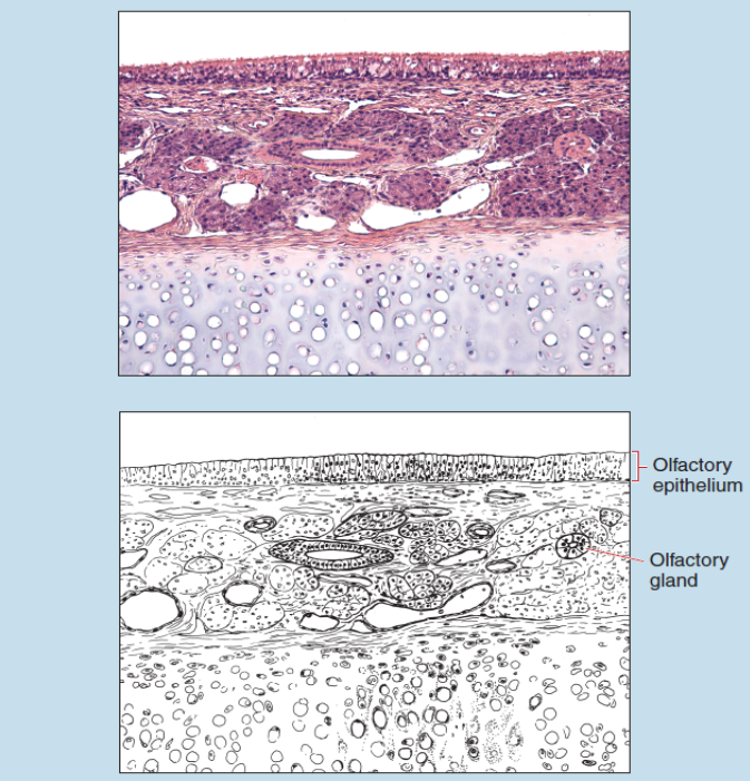 Figure 18-1 consists to two images, a slide image and a sketch of the same olfactory epithelium at 35X magnification. The sketch image (lower) is labelled to show the olfactory epithelium and an olfactory gland.