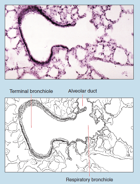 Figure 10-5 is a slide image (upper) and a sketch image (lower) of transition from a terminal bronchiole to a respiratory bronchiole at 50X magnification. The sketch is labelled to show terminal bronchiole, alveolar duct, and respiratory bronchiole.