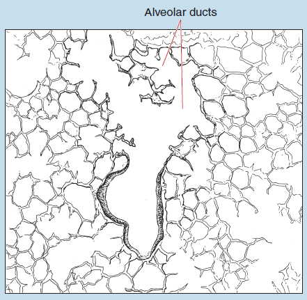 Figure 10-6 is a slide image (upper) and a sketch image (lower) of alveolar duct at 25X magnification. The sketch is labelled to show the alveolar ducts.