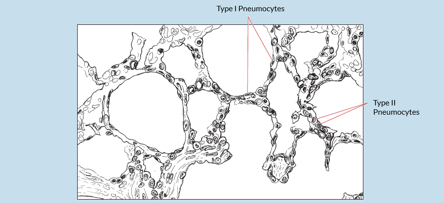 Figure 10-7 is a slide image (upper) and a sketch image (lower) of pulmonary alveoll at 100X magnification. The sketch is labelled to show Type 1 pneumocytes and type 2 pneumocytes.
