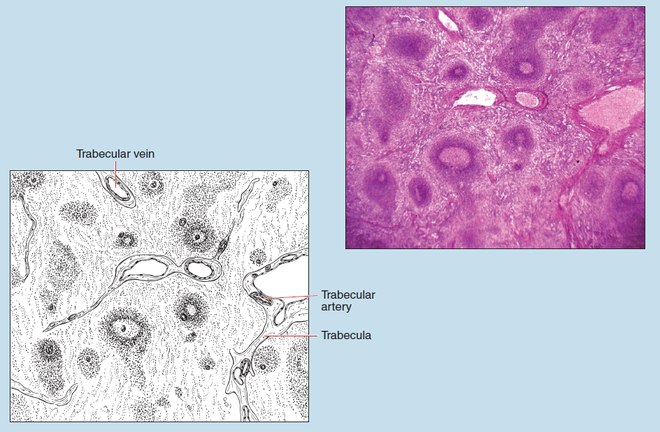 Figure 11-14 slide image (upper) and a sketch image (lower) of spleen at 50X magnification. The sketch is labelled to show trabecular vein, trabecular artery, and trabecula.