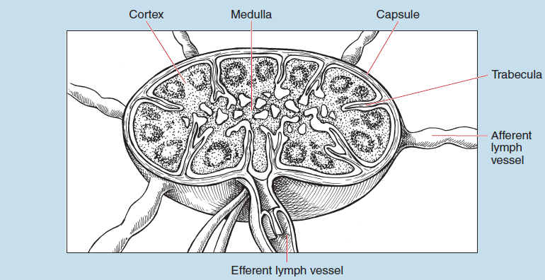 Figure 11-5 is a line drawing of a lymph node. It iis labelled to show cortex, medulla, capsule, trabecula, afferent lymph vessel, and efferent lymph vessel.