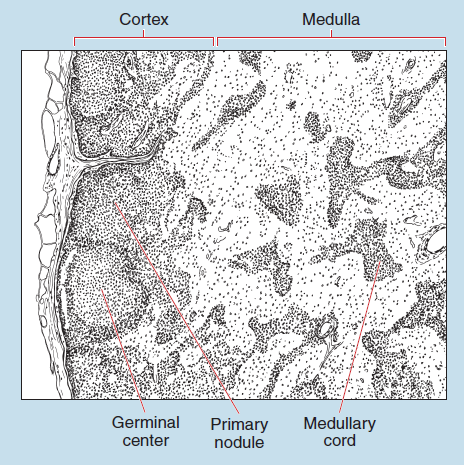 Figure 11-7 slide image (upper) and a sketch image (lower) of lymph node at 25X magnification. The sketch is labelled to show cortex, medulla, medullary cord, primary nodule, germinal center.