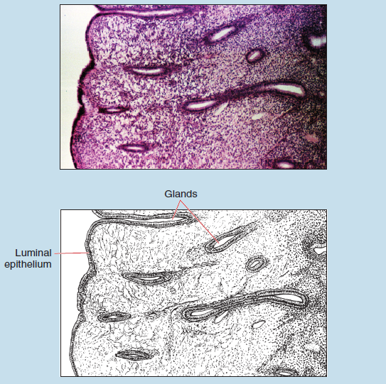 Figure 15-12 is a slide image (upper) and a sketch image (lower) of menstrual cycle of the uterus: proliferative phase at 25X magnification. The sketch is labelled to show glands and luminal epithelium.