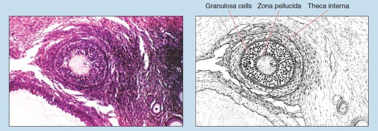 Chapter 15 Female Reproductive System Histology An Identification