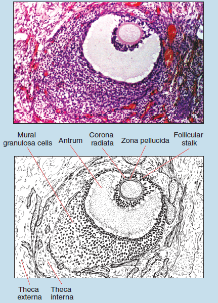 Figure 15-5 is a slide image (upper) and sketch image (lower) of mature follicule within the ovary at 50X magnification. The sketch is labelled to show mural granulosa cells, antrum, corona radiata, zona pellucida, follicular stalk, theca interna, and theca externa.