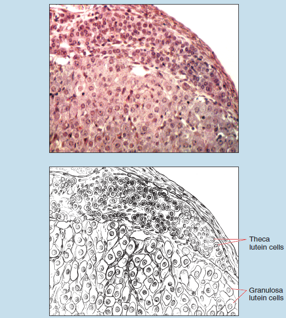 Figure 15-8 is a slide image (upper) and sketch image (lower) of corpus luteum within the ovary at 100X magnification. The sketch is labelled to show theca lutein cells and granulosa lutein cells.
