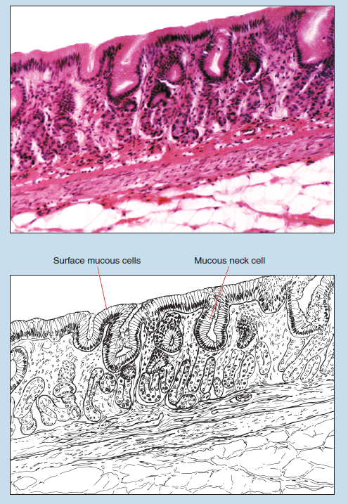 Figure 16-14 is a slide image (upper) and a sketch image (lower) of the cardiac stomach at 50X magnification. The sketch image is labelled to demonstrate the surface mucous cells and mucous neck cell.