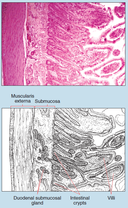 Figure 16-18 is a slide image (upper) and a sketch image (lower) of duodenum of the small intestine at 25X magnification. The sketch is labelled to illustrate muscularis externa, submucosa, duodenal submucosal gland, intestinal crypts, and villi.