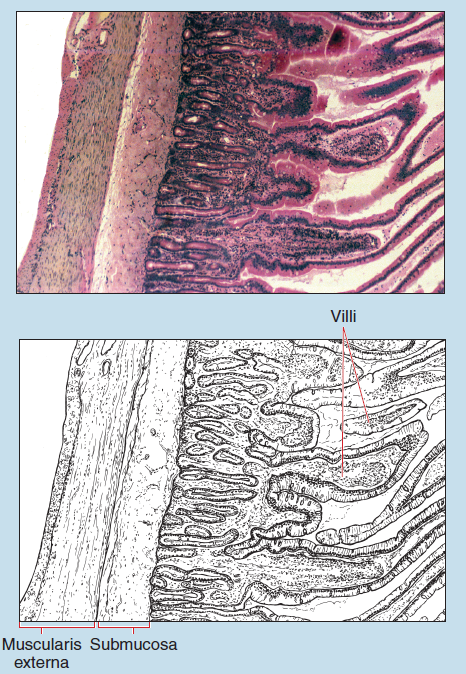 Figure 16-19 is a slide image (upper) and sketch image (lower) of jejunum of the small intestine at 25X magnification. The sketch is labelled to show villi, submucosa, and muscularis externa.