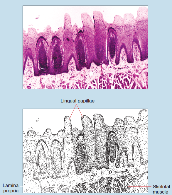 Figure 16-2 is a slide image (upper) and a sketch image (lower) of tongue at 25X magnification. The sketch is labelled to illustrate lingual papillae, skeletal muscle, and lamina propria.