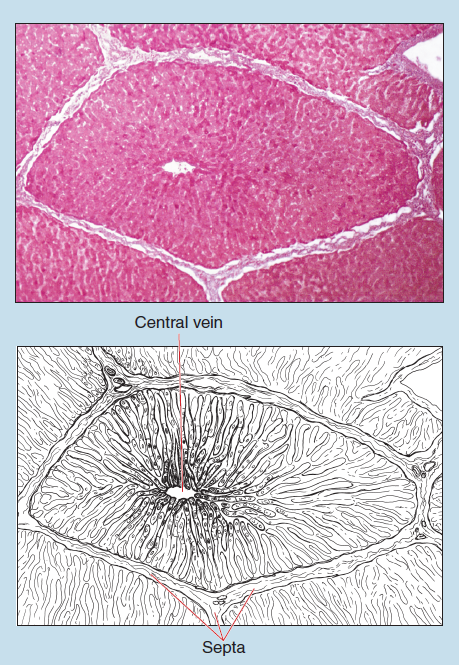 Figure 16-26 is a slide image (upper) and a sketch image (lower) of liver at 25X magnification. The sketch is labelled to show central vein and septa.
