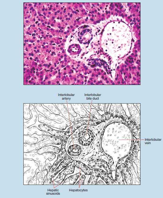 Figure 16-27 is a slide image (upper) and a sketch image (lower) of hepatic triad within the liver at 100X magnification. The sketch is labelled to show interlobular artery, interlobular bile duct, interlobular vein, hepatocytes, and hepatic sinusoids.