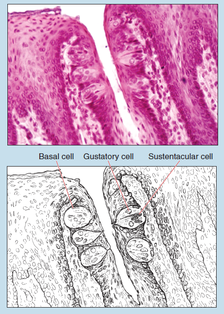 Figure 16-4 is a slide image (upper) and sketch image (lower) of vallate papillae of the tongue aat 25X magnification. The sketch is labelled to show basal cell, gustatory cell, and sustentacular cell.