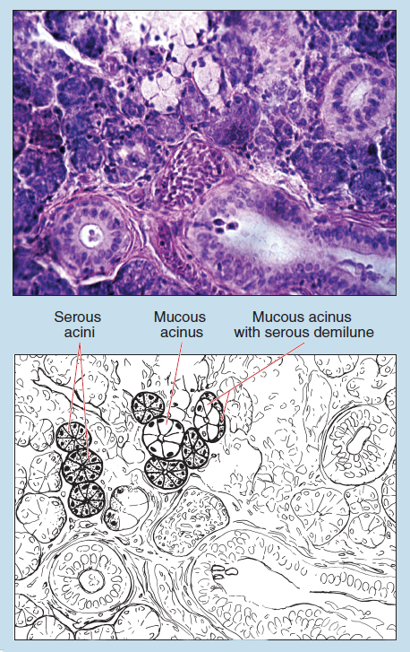 Figure 16-7 is a sketch image (upper) and slide image (lower) of submandibular salivary gland. The sketch is labelled to illustrate serious acini, mucous acinus, and mucous, acinus with sereous demilune.