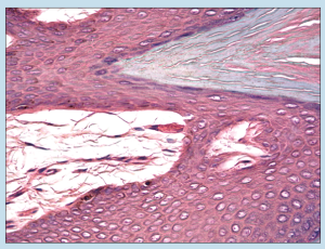 Chapter 17: Integumentary System – Histology: An Identification Manual