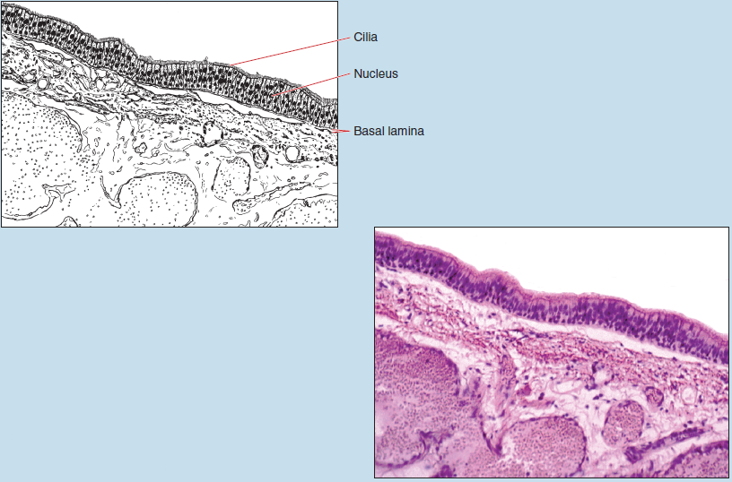 Two images of pseudostratified ciliated columnar epithelium (trachea) at 50X magnification. The sketched image (upper) is labelled to show the cilia, nucleus, and basal lamina.