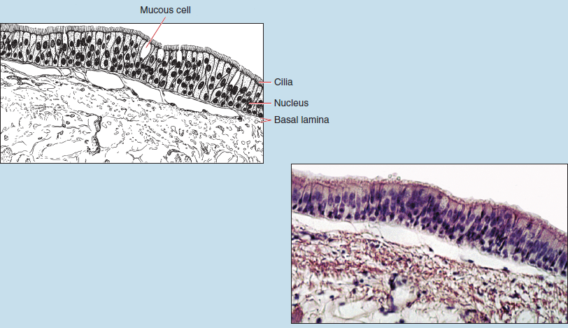 Sketch and slide images of pseudostratified ciliated columnar epithelium (trachea) at 100X magnification. Sketch image (above) is labelled to show mucous cell, cilia, nucleus, and basal lamina.
