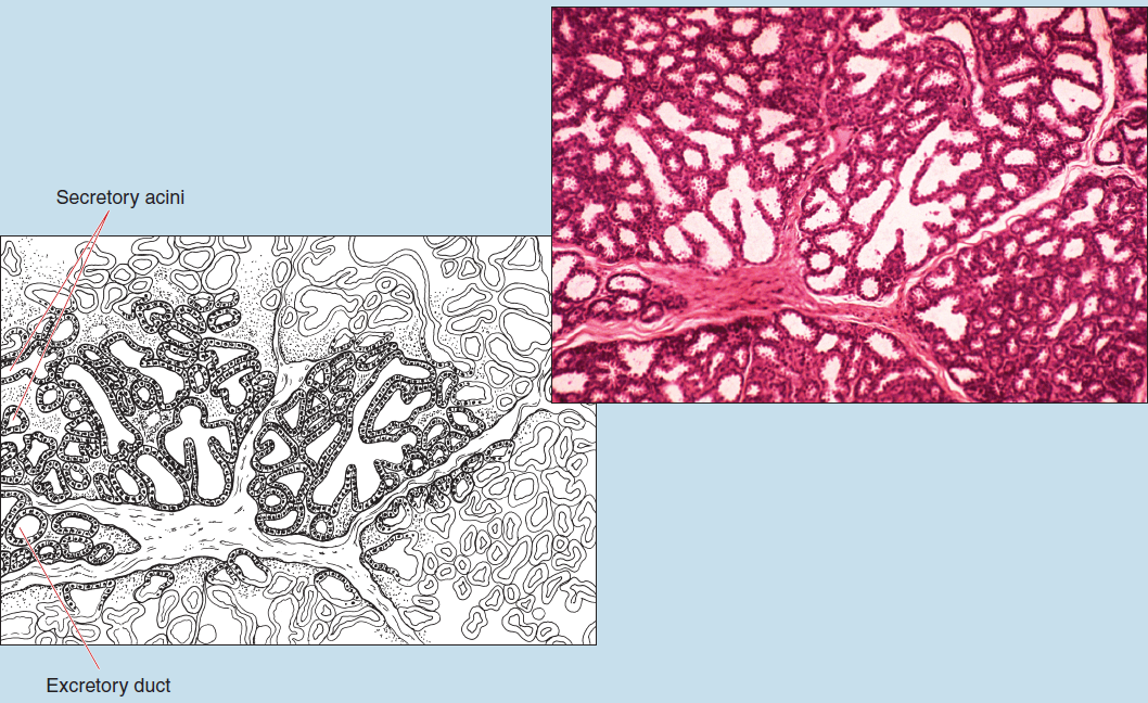 Two images of compound tuboacinar epithelial glands (mammary gland). The upper image is a slide image, while the lower is a sketched image of the same tissue. The sketch image is labelled to show the secretory acini and excretory duct.