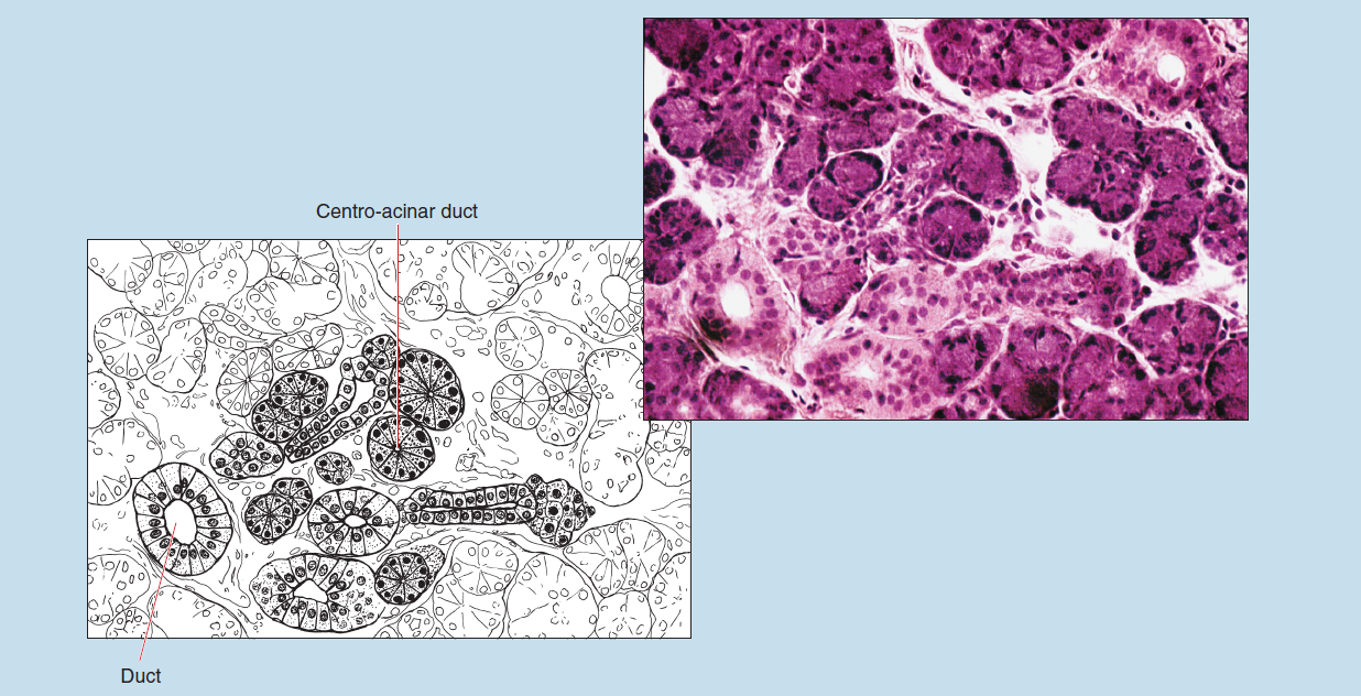 Two images of compound tubuloacinar gland (parotid salivary gland) at 200X magnification. The upper image is a slide image, the lower is a sketched image of the same tissue. The sketched image is labelled to show the centro-acinar duct and duct.